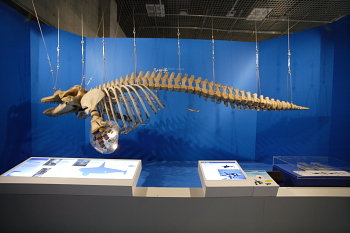 骨格 標本 イルカ 希少 145mm | www.ddechuquisaca.gob.bo