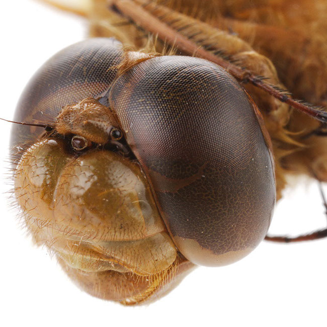 多様性生物希少標本ネットワーク ”a specimen room 標本室”