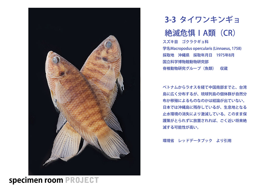 南太平洋のシダ植物図鑑 (国立科学博物館叢書 8) | 国立科学