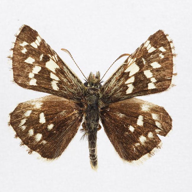 butterfly_080-crop-u315360.jpg
