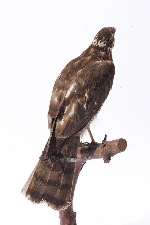 ぼうぼう工房 鳥類学